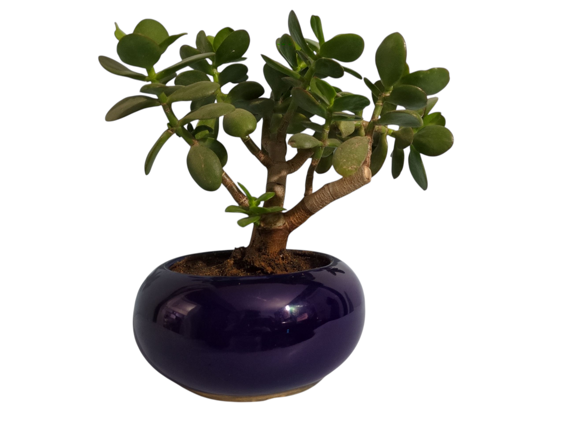Jade Plant with Blue Pot