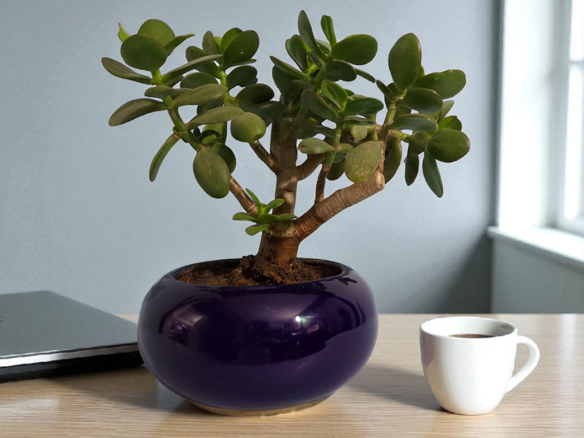 Jade Plant with Blue Pot