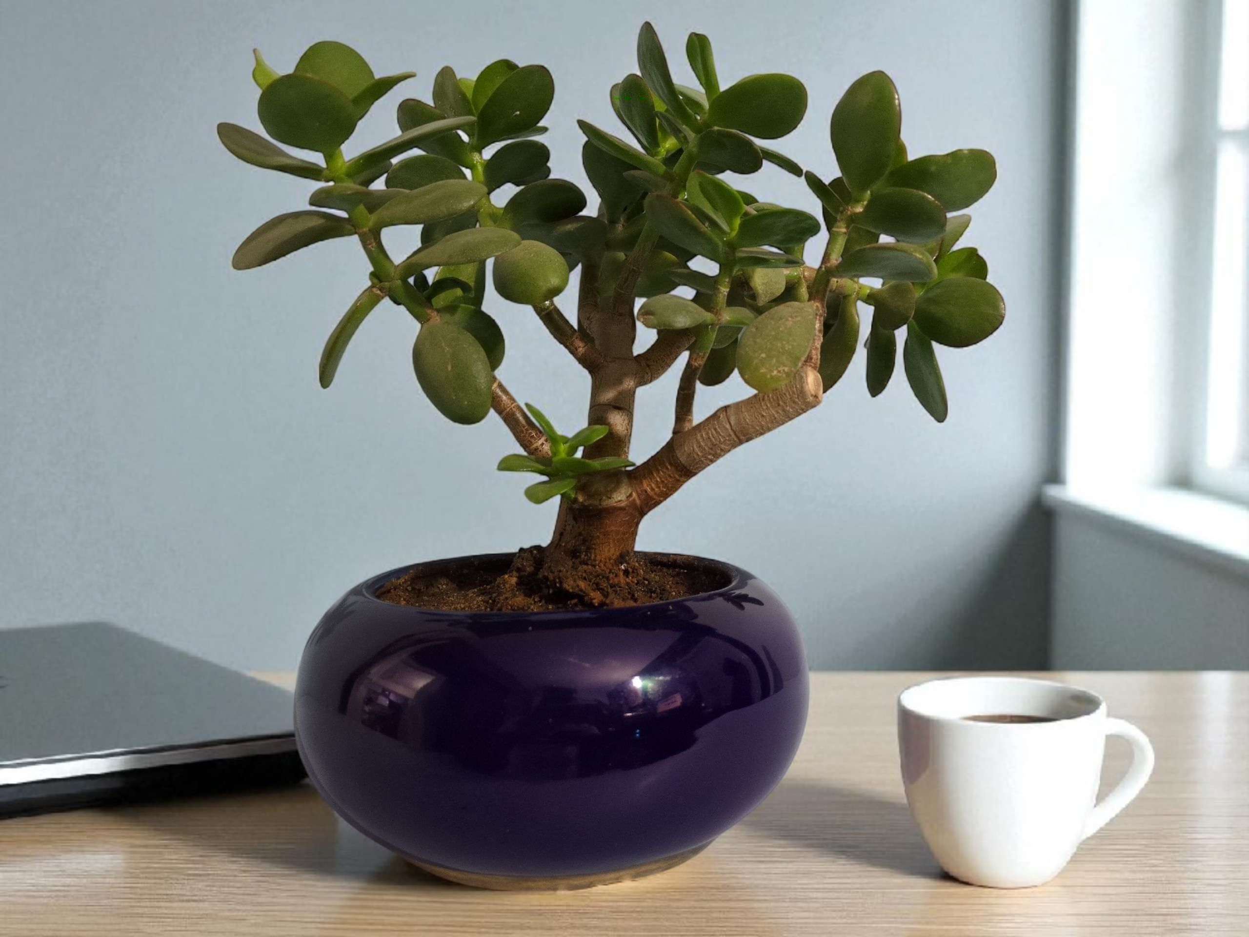 Jade Plant with Blue Pot